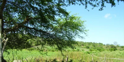 Sinchal - Photo 2