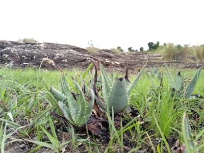 Biharamulo - Photo 3