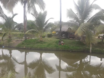 Taura - Photo 3