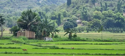 Arayat - Photo 4
