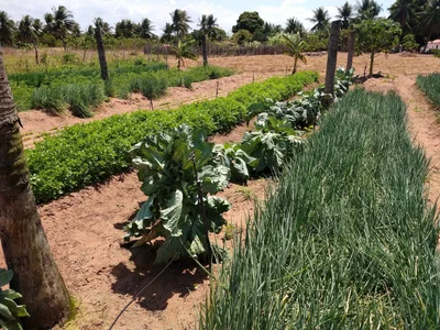Paraipaba - Photo 3