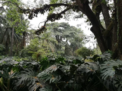 Jardin botanique de Kinshasa - Photo 3
