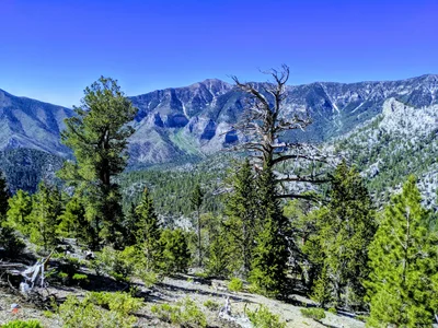 Mount Charleston - Photo 3