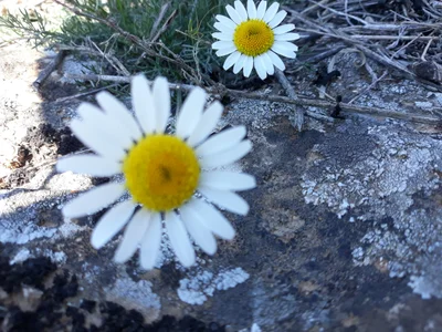 Mazıdağı - Photo 2