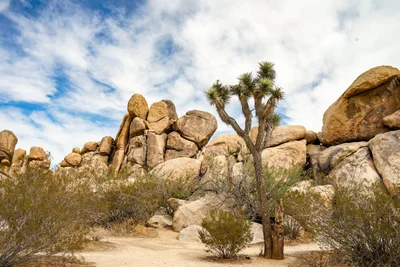 Joshua Tree National Park - Photo 3