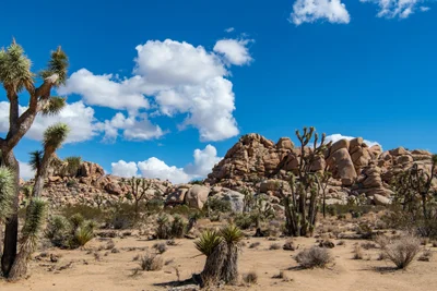Joshua Tree National Park - Photo 4