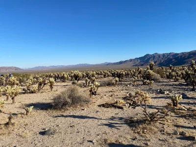 Joshua Tree National Park - Photo 5