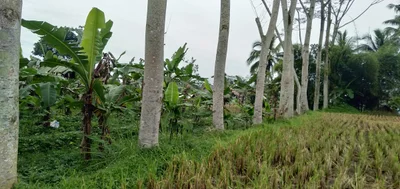 Cipasung - Photo 2