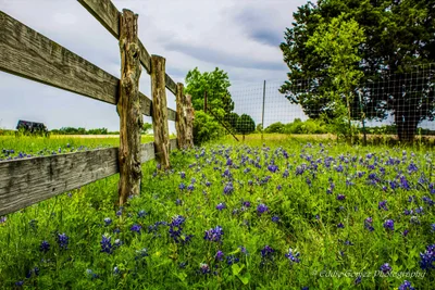 Belton - Photo 3