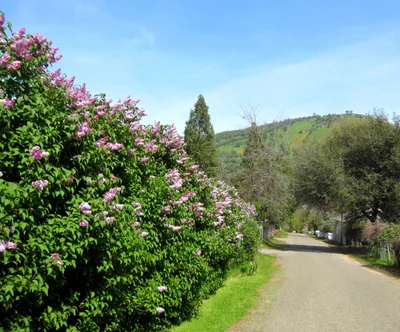 Coloma - Photo 4