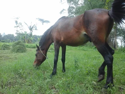 Purwosari - Photo 4
