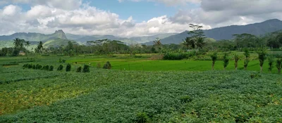 Watulimo - Photo 5