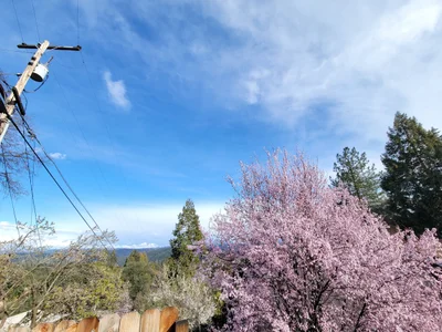Foresthill - Photo 3