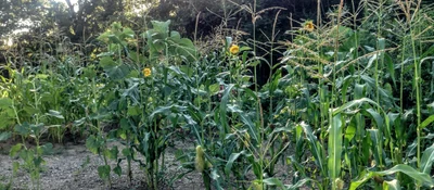 Crane Hill - Photo 3