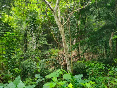 Pantai Lai Liang - Photo 3