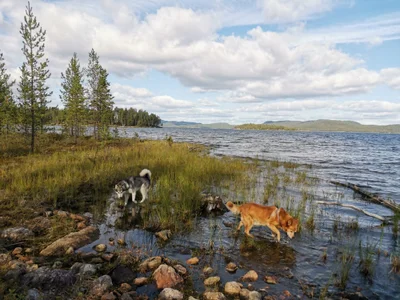 Inari - Photo 4