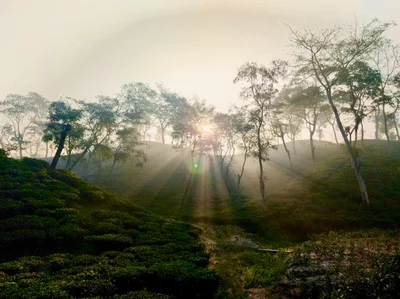 Sreemangal - Photo 4