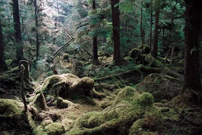 Haida Gwaii (Queen Charlotte Islands) - Photo 5