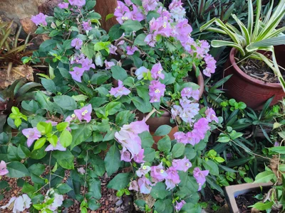 Virginia - Photo 2