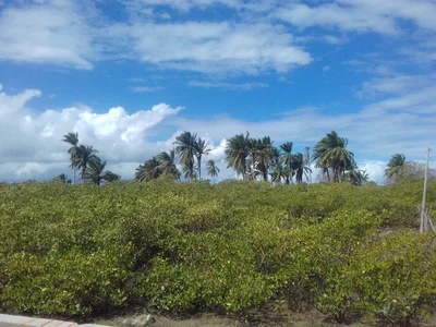 Saubara - Photo 4