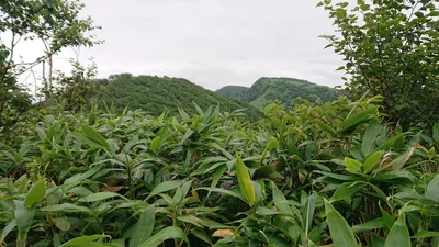 Esashi - Photo 5