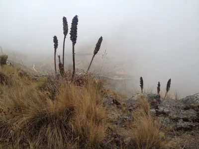 Kishuara - Photo 3