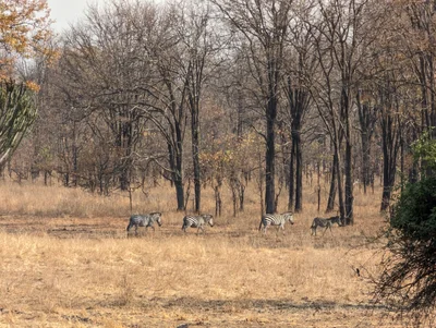 Liwonde National Park - Photo 2