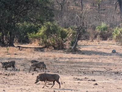 Liwonde National Park - Photo 3