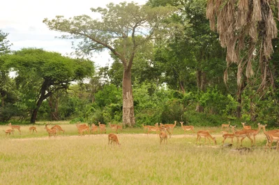 Liwonde National Park - Photo 4