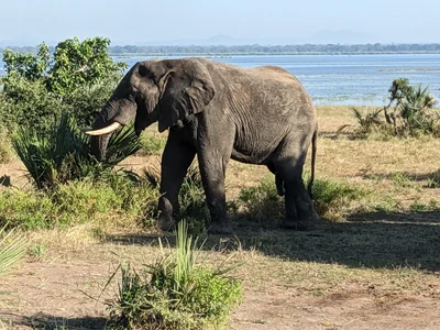 Liwonde National Park - Photo 5