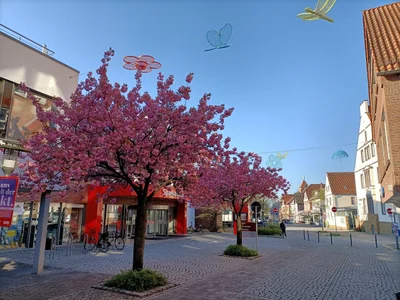 Halle (Westf.) - Photo 2