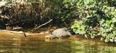 Daintree Village - Photo 5
