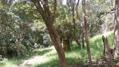 Pimenta - Photo 3