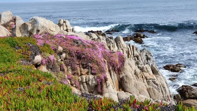 Pacific Grove - Photo 3