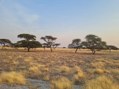 Central Kalahari Game Reserve - Photo 5