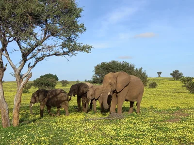 Mashatu Game Reserve - Photo 3