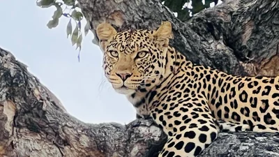 Mashatu Game Reserve - Photo 5