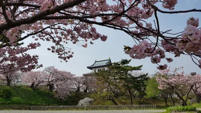 Matsumae - Photo 4