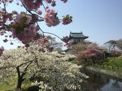 Matsumae - Photo 5