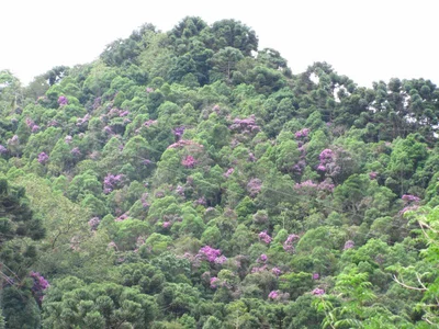 Trilha Pedra do Forno - Photo 5