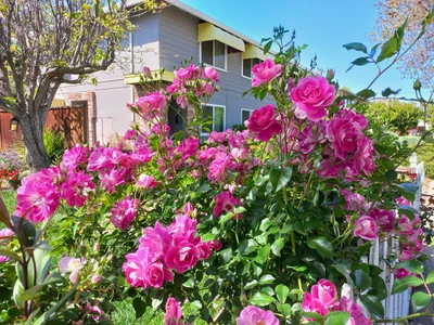 Sunnyvale - Photo 2
