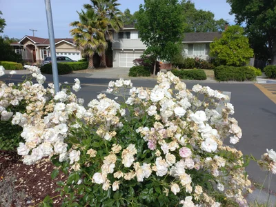 Sunnyvale - Photo 3