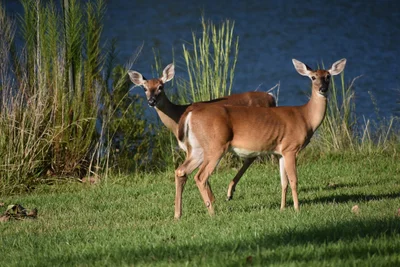 Huntersville - Photo 2