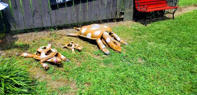 Fort Payne - Photo 5
