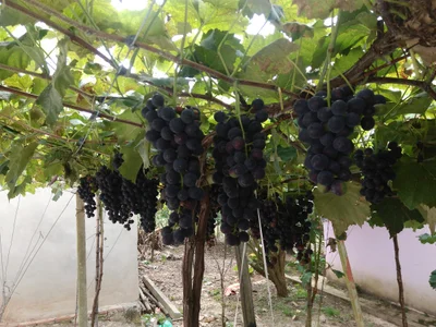 Vinicola Bonjour - Photo 2