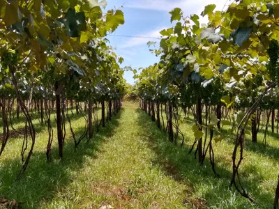 Vinicola Bonjour - Photo 3