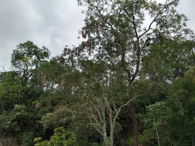 Acesso Parque da Barreira - Photo 2