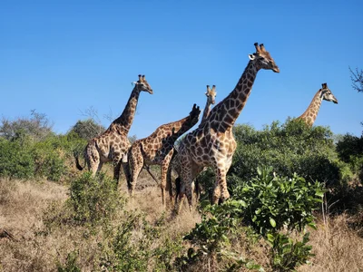 Mbombela - Photo 5