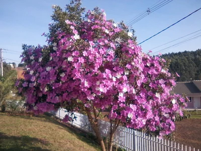Capanema - Photo 2