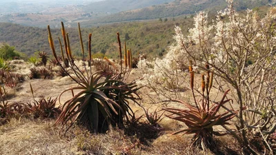 Piggs Peak - Photo 2